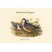 Buyenlarge 'Phlogoenas Cruenta Red-Breasted Pigeon' by John Gould Graphic Art in Gray/Green | 28 H x 42 W x 1.5 D in | Wayfair 0-587-31973-9C2842