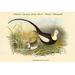 Buyenlarge Hydrophasianus Sinensis Chinese Jacana Jesus Bird Water Pheasant by John Gould - Graphic Art Print in Black/Green | Wayfair