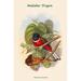 Buyenlarge 'Harpactes Fasicatus' by John Gould Graphic Art in White | 36 H x 24 W x 1.5 D in | Wayfair 0-587-31873-2C2436