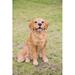 Hi-Line Gift Ltd. Sitting Golden Retriever Statue in Brown/Yellow | 14 H x 9.5 W x 12 D in | Wayfair 87796-M