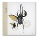 Trademark Fine Art "Morph Insects" by Nick Bantock Graphic Art on Wrapped Canvas in Black | 35 H x 35 W x 2 D in | Wayfair ALI2208-C3535GG