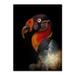 Trademark Fine Art 'King Vulture' Photographic Print on Wrapped Canvas Canvas | 24 H x 18 W x 2 D in | Wayfair 1X00037-C1824GG