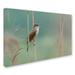 Trademark Fine Art 'The Singer of the Reed' Photographic Print on Wrapped Canvas Canvas | 16 H x 24 W x 2 D in | Wayfair 1X00494-C1624GG