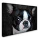 Trademark Fine Art 'Boston Terrier Portrait' Graphic Art Print on Wrapped Canvas Metal in Black/White | 24 H x 32 W x 2 D in | Wayfair
