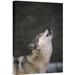 East Urban Home Portland Oregon Zoo Close Up 'Timber Wolf Howling' Photographic Print on Wrapped Canvas in White | 36 H x 24 W x 1.5 D in | Wayfair