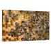 East Urban Home Germany Honey Bee Colony on Honeycomb w/ Queen - Photograph Print on Canvas in White | 24 H x 36 W x 1.5 D in | Wayfair