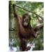 East Urban Home Borneo 'Orangutan Infant Hanging From Branch' - Photograph Print on Canvas in Brown/Green | 30 H x 20 W x 1.5 D in | Wayfair
