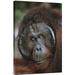 East Urban Home Borneo Tanjung Puting National Park 'Orangutan Old Male' - Photograph Print on Canvas in White | 36 H x 24 W x 1.5 D in | Wayfair