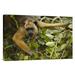 East Urban Home Brazil Pantanal 'Black Howler Monkey Female' Photographic Print on Wrapped Canvas in Brown/Green | 12 H x 18 W x 1.5 D in | Wayfair