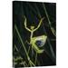East Urban Home Mediterranean Mantis Female - Photograph Print on Canvas in White | 36 H x 24 W x 1.5 D in | Wayfair NNAI1040 39911870