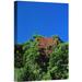 East Urban Home Indonesia Irian Jaya Yapen Island 'Flowering Rainforest Trees' - Photograph Print on Canvas in Blue/Green | Wayfair