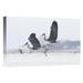 East Urban Home Germany Usedom 'Grey Heron Pair Fighting Over Freshly Caught Fish Prey' - Photograph Print on Canvas in White | Wayfair