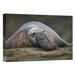 East Urban Home Northern Elephant Seal Bull - Photograph Print on Canvas in White | 25.56 H x 36 W x 1.5 D in | Wayfair NNAI2178 39913020