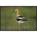 East Urban Home 'American Avocet' Framed Photographic Print on Canvas in Green | 16 H x 24 W x 1.5 D in | Wayfair URBH3959 38220259