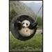 East Urban Home 'Giant Panda Cub Playing' Framed Photographic Print on Canvas in Gray/Green | 30 H x 20 W x 1.5 D in | Wayfair URBH3998 38220409