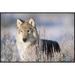 East Urban Home 'Timber Wolf Portrait' Framed Photographic Print on Canvas in White | 24 H x 36 W x 1.5 D in | Wayfair URBH4016 38220477