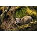 East Urban Home 'Eastern Tree Hyrax' Framed Photographic Print on Canvas in White | 24 H x 36 W x 1.5 D in | Wayfair URBH4396 38221996