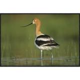 East Urban Home 'American Avocet' Framed Photographic Print on Canvas in White | 24 H x 36 W x 1.5 D in | Wayfair URBH3959 38220258