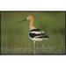 East Urban Home 'American Avocet' Framed Photographic Print on Canvas in White | 24 H x 36 W x 1.5 D in | Wayfair URBH3959 38220258