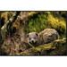 East Urban Home 'Eastern Tree Hyrax' Framed Photographic Print on Canvas in Brown/Green | 20 H x 30 W x 1.5 D in | Wayfair URBH4396 38221995