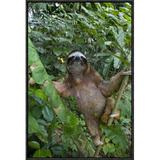 East Urban Home 'Brown-Throated Three-Toed Sloth Male' Framed Photographic Print on Canvas in Green | 24 H x 16 W x 1.5 D in | Wayfair