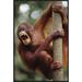 East Urban Home 'Orangutan Hanging on Tree' Framed Photographic Print on Canvas in Brown/Green | 30 H x 20 W x 1.5 D in | Wayfair URBH5235 38225348