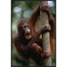 East Urban Home 'Orangutan Hanging on Tree' Framed Photographic Print on Canvas in Brown/Green | 30 H x 20 W x 1.5 D in | Wayfair URBH4319 38221696