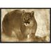 East Urban Home 'Mountain Lion Portrait' Framed Photographic Print on Canvas in Brown | 12 H x 18 W x 1.5 D in | Wayfair URBH4493 38222374