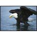 East Urban Home 'Bald Eagle Wading Through Water' Framed Photographic Print on Canvas in Black/Blue | 20 H x 30 W x 1.5 D in | Wayfair