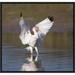 East Urban Home 'White Ibis Landing' Framed Photographic Print on Canvas in Gray/White | 15 H x 16 W x 1.5 D in | Wayfair URBH5619 38226858