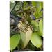 East Urban Home 'Pitcher Plant Pitcher' Photographic Print on Canvas in White | 36 H x 1.5 D in | Wayfair URBH8775 38408328