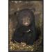 East Urban Home 'Black Bear 7 Week Old Cub' Framed Photographic Print on Canvas in Black/Brown/Green | 24 H x 16 W x 1.5 D in | Wayfair