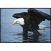 East Urban Home 'Bald Eagle Wading Through Water' Framed Photographic Print on Canvas in White | 24 H x 36 W x 1.5 D in | Wayfair URBH5437 38226135