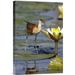East Urban Home 'African Jacana Juvenile Foraging For Insects' Photographic Print on Canvas in Green | 18 H x 1.5 D in | Wayfair URBH7463 38403422