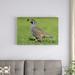 East Urban Home 'California Quail Male' Photographic Print on Canvas in Green | 16" H x 24" W x 1.5" D | Wayfair URBH8573 38407563