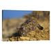 East Urban Home 'Mountain Lion or Cougar Kitten w/ Speckled Coat' Photographic Print on Canvas in Brown | 20 H x 30 W x 1.5 D in | Wayfair