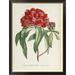 Global Gallery Rhododendrum Arboreum by H.G.L. Reichenbach - Picture Frame Print on Canvas Canvas, in Gray | 46 H x 34.86 W x 1.5 D in | Wayfair