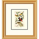 Global Gallery Louisiana Tanager, Scarlet Tanager by John James Audubon Framed Painting Print Paper in Green | 20 H x 18 W x 1.5 D in | Wayfair