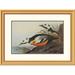 Global Gallery Western Duck by John James Audubon Framed Painting Print Metal | 23.86 H x 32 W x 1.5 D in | Wayfair DPF-382086-22-102