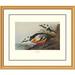 Global Gallery Western Duck by John James Audubon Framed Painting Print Plastic/Metal | 34 H x 40 W x 1.5 D in | Wayfair DPF-132777-2430-102