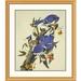 Global Gallery Blue Jay by John James Audubon Framed Painting Print Metal | 40 H x 34.9 W x 1.5 D in | Wayfair DPF-198093-30-102
