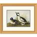 Global Gallery Buffel-Headed Duck by John James Audubon Framed Painting Print Paper | 21.36 H x 26 W x 1.5 D in | Wayfair DPF-198137-16-102