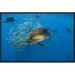 Global Gallery Atlantic Sailfish Group Hunting Round Sardinella, Isla Mujeres, Mexico by Pete Oxford Framed Photographic Print on Canvas | Wayfair