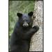 Global Gallery Black Bear Cub in Tree Safe from Danger, Orr, Minnesota by Matthias Breiter Framed Photographic Print on Canvas Paper | Wayfair