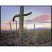 Global Gallery Saguaro Cactus Field w/ Sierrita Mountains in the Background, Saguaro National Park | 24 H x 32 W x 1.5 D in | Wayfair