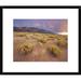 Global Gallery Sagewort on Sand Dune, Sangre De Cristo Mountains, Great Sand Dunes National Monument | 18 H x 22 W x 1.5 D in | Wayfair