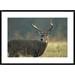 Global Gallery Tailed Deer Portrait, North America by Tim Fitzharris Framed Photographic Print Paper in Gray/Green | 26 H x 1.5 D in | Wayfair