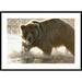 Global Gallery Grizzly Bear Foraging for Salmon in Stream, Katmai National Park, Alaska by Matthias Breiter Framed Photographic Print | Wayfair