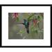 Global Gallery Violet-Ear Hummingbird Foraging, Costa Rica by Tim Fitzharris Framed Photographic Print Paper in Green | 18 H x 1.5 D in | Wayfair