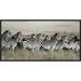 Global Gallery 'Grant's Zebra, Masai Mara, Kenya' by Frank Krahmer Framed Photographic Print on Canvas in Black/Gray | Wayfair GCF-463431-1224-175